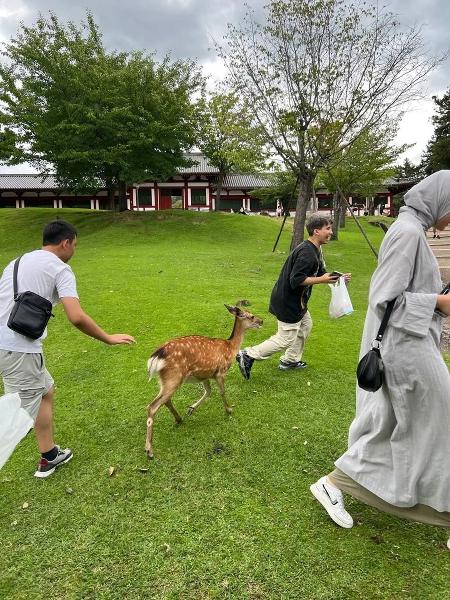 Nara bogʻidagi kiyiklar